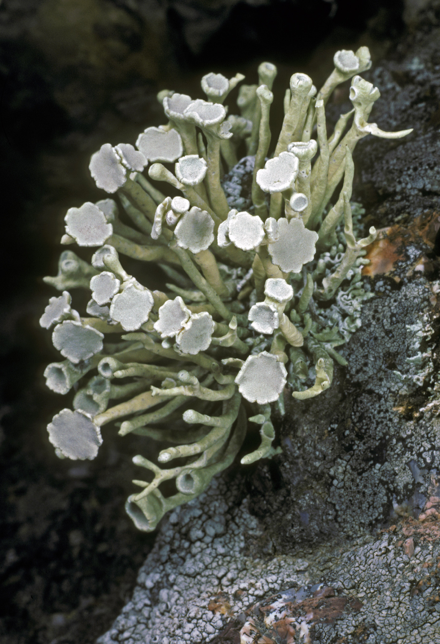 Vermilacinia combeoides image