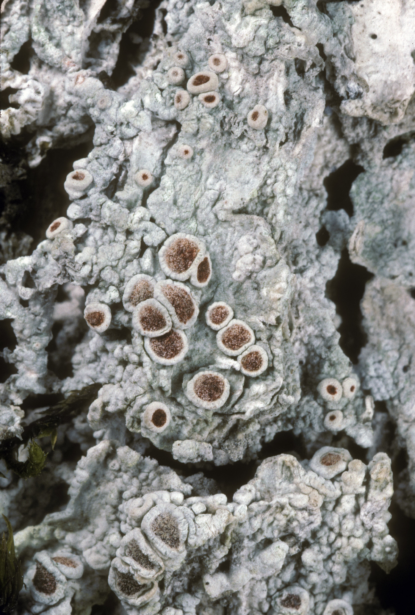 Ochrolechia farinacea image