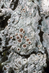 Image of Ochrolechia farinacea