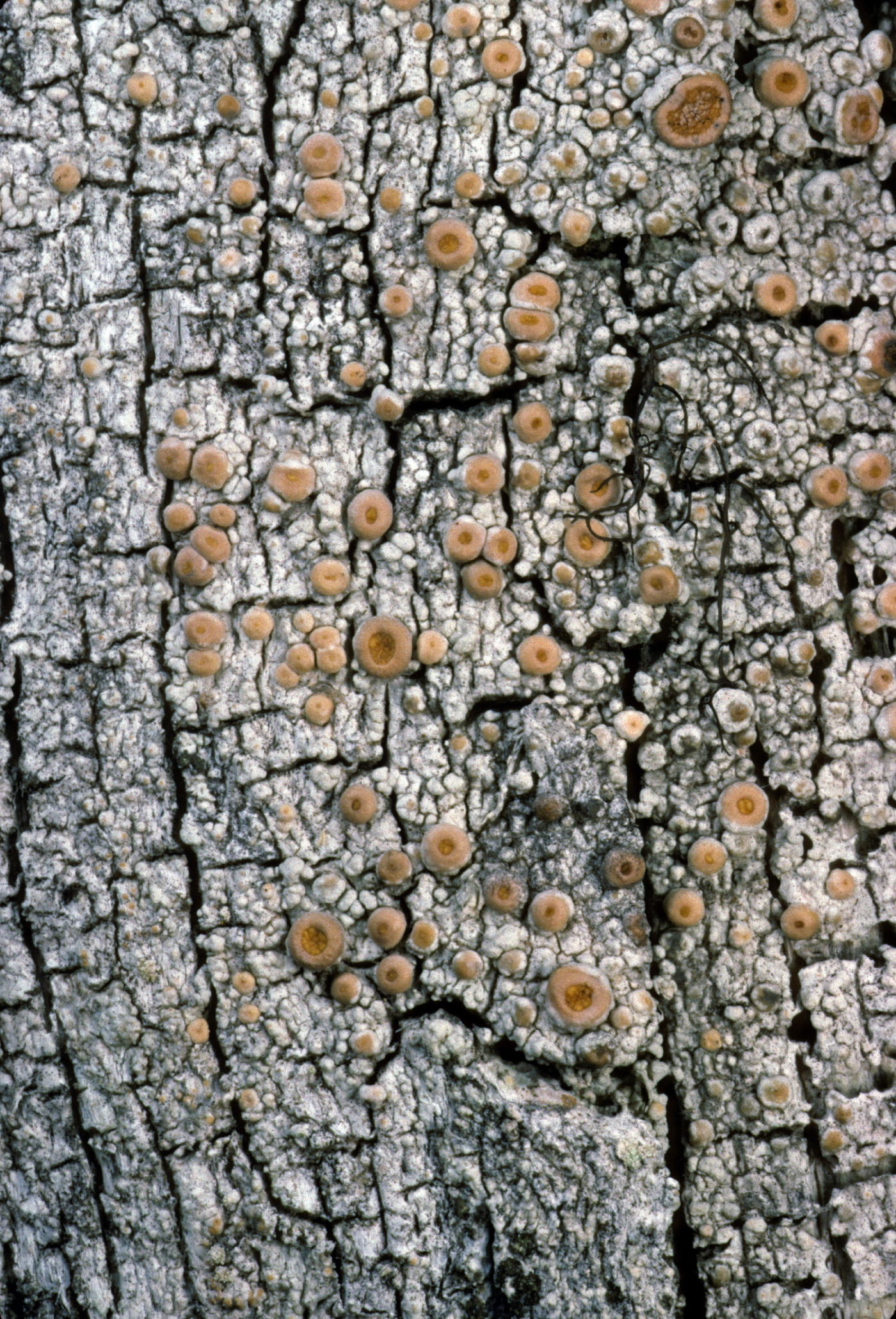 Ochrolechia oregonensis image