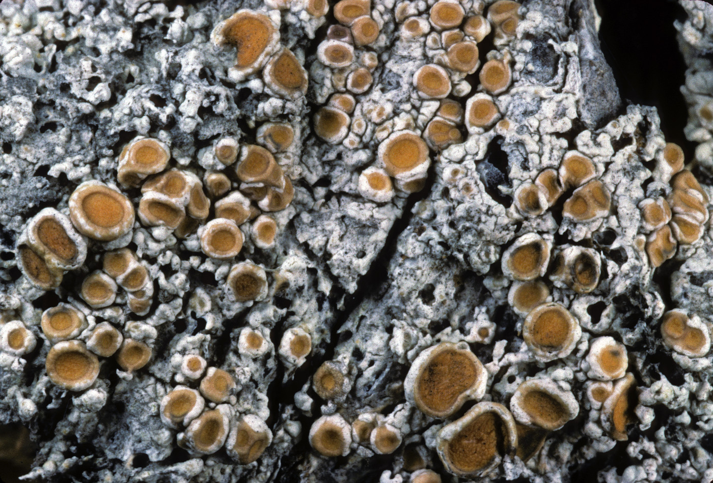 Ochrolechia oregonensis image