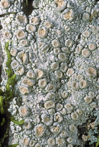 Image of Ochrolechia trochophora
