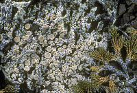 Ochrolechia upsaliensis image
