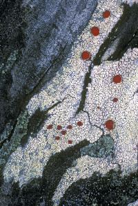 Image of Ophioparma rubricosa