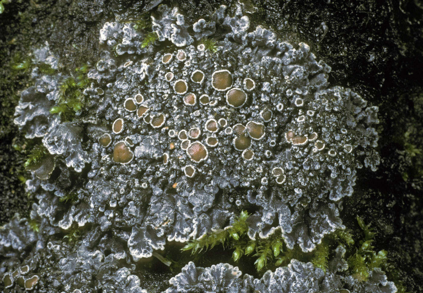 Pannaria rubiginosa image