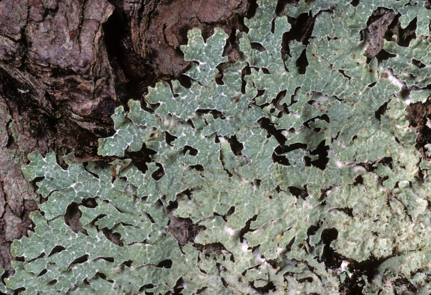 Parmelia pseudosulcata image
