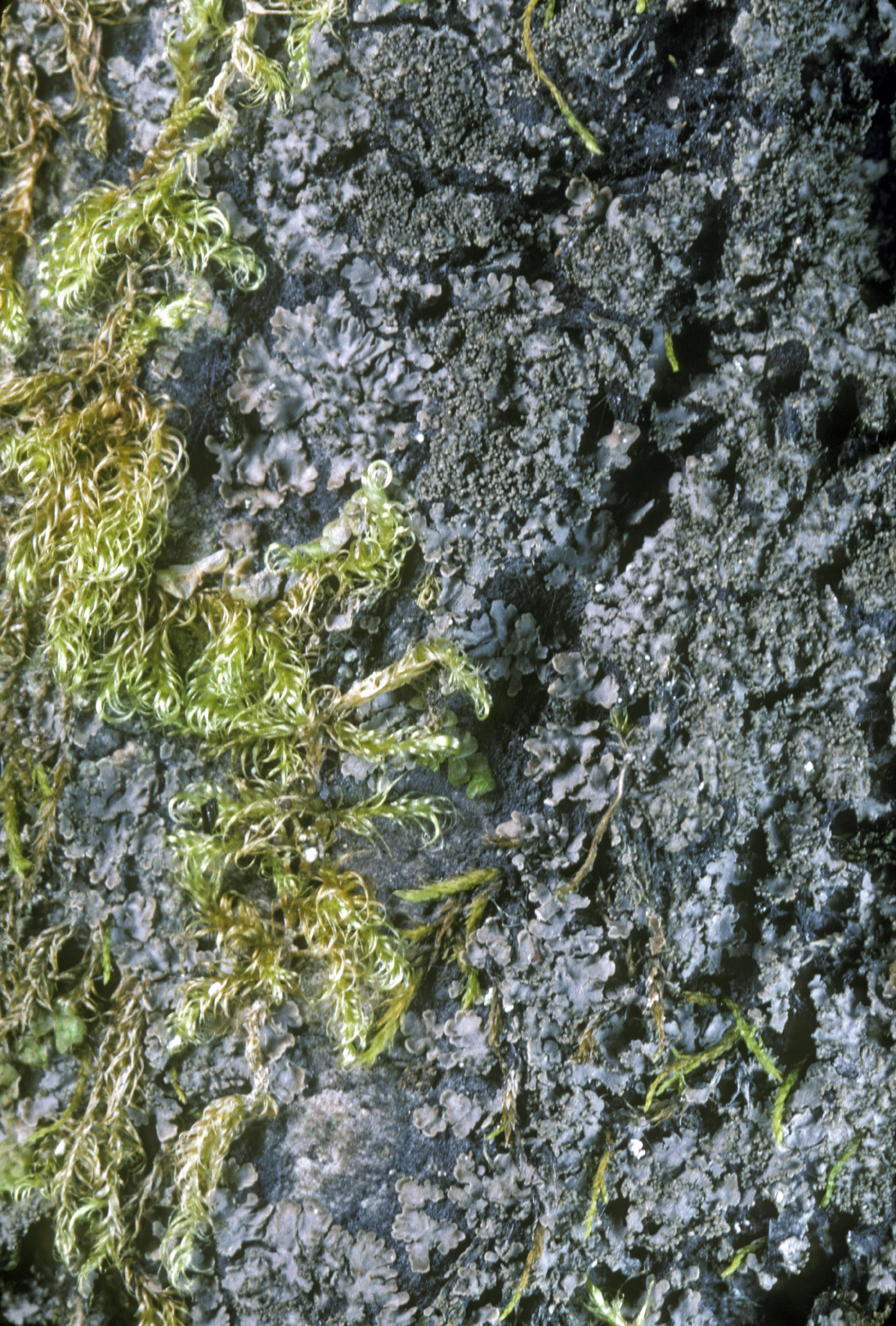 Parmeliella triptophylla image