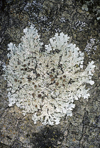Parmelina coleae image