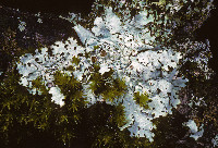 Image of Parmelina coleae