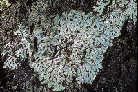 Parmeliopsis hyperopta image