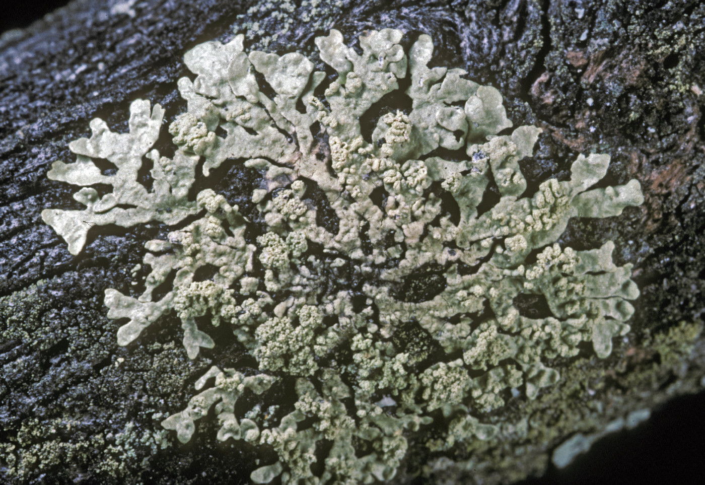 Parmeliopsis subambigua image