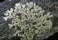 Image of Parmeliopsis subambigua