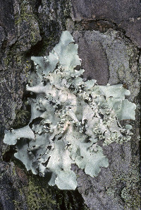 Parmotrema dilatatum image