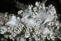 Parmotrema hypoleucinum image