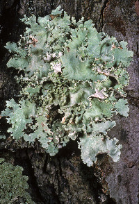 Parmotrema hypoleucinum image