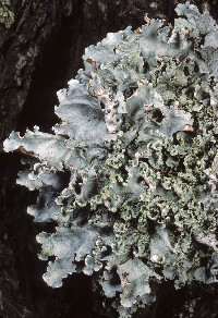 Parmotrema hypotropum image