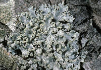 Parmotrema reticulatum image