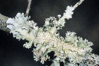 Parmotrema subrigidum image