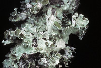 Parmotrema subrigidum image