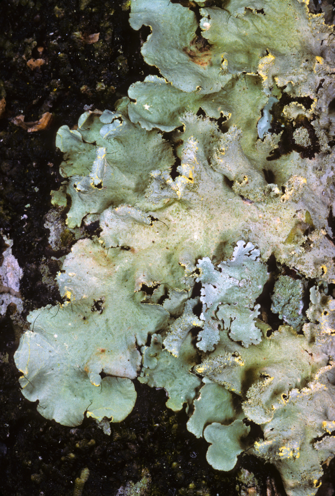 Parmotrema sulphuratum image