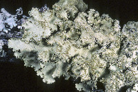 Parmotrema xanthinum image