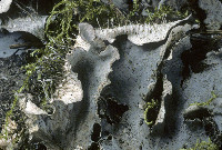 Peltigera cinnamomea image