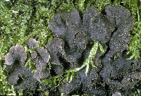 Peltigera evansiana image