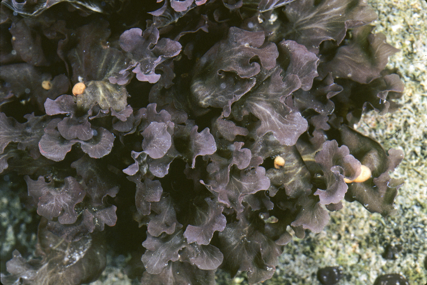 Peltigera hydrothyria image