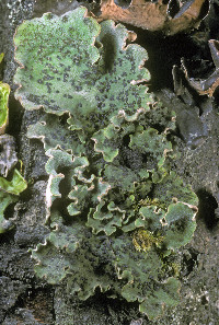 Peltigera latiloba image