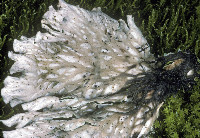Peltigera latiloba image