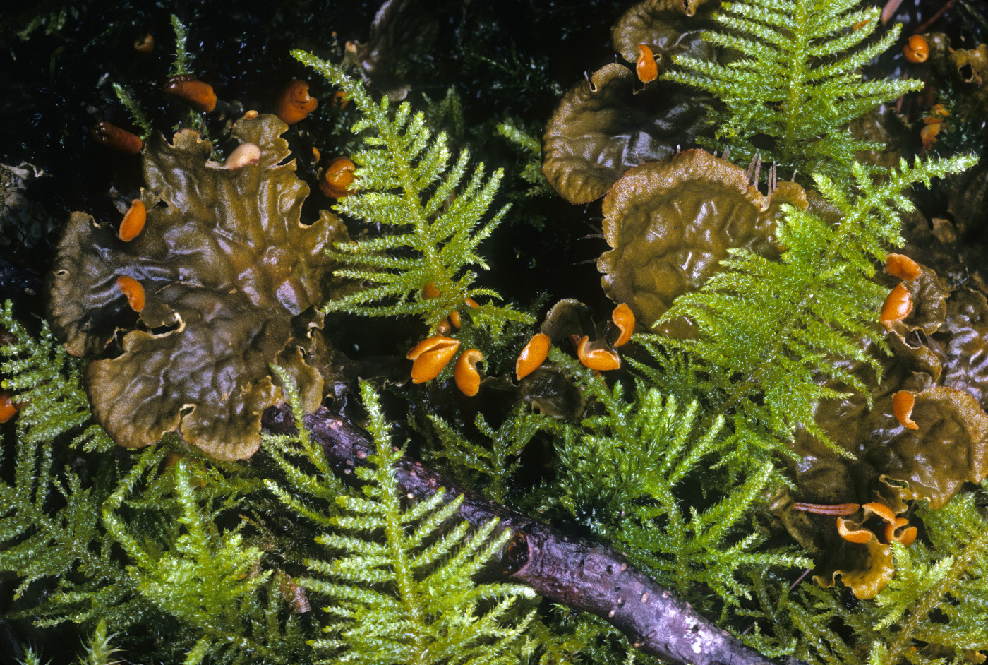 Peltigera membranacea image