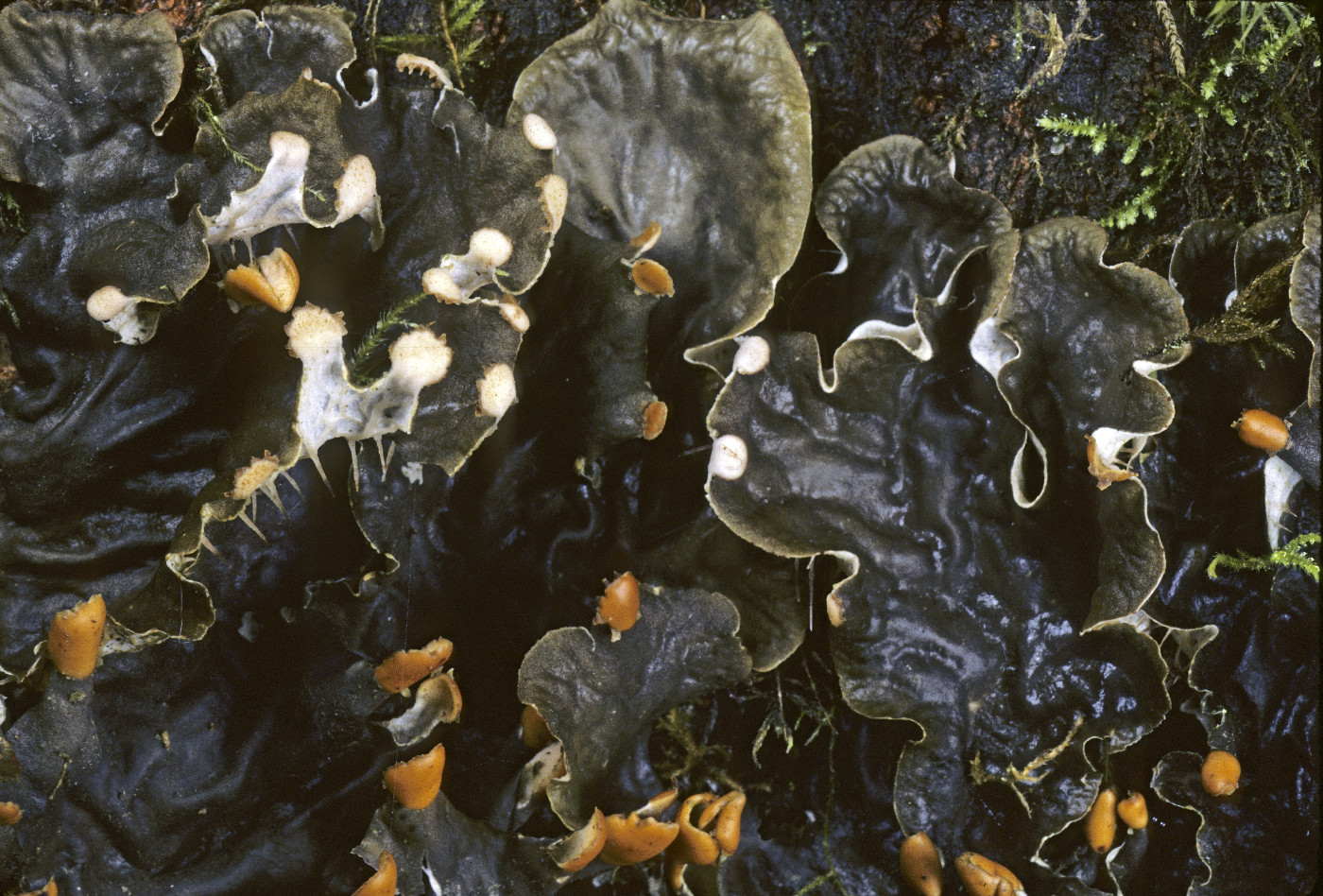 Peltigera membranacea image