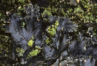 Peltigera neckeri image