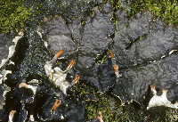 Peltigera neopolydactyla image