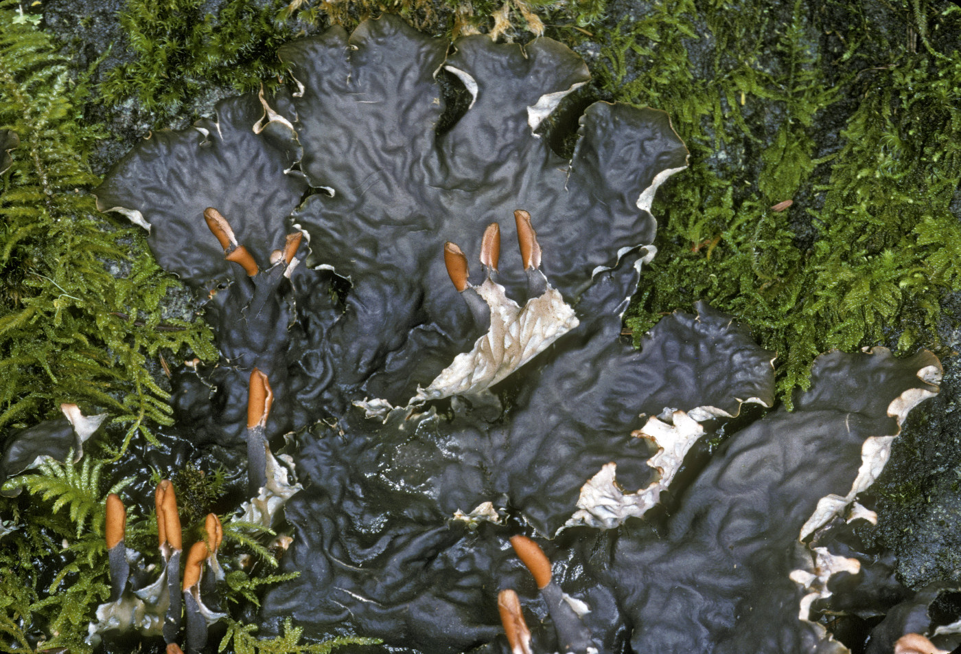 Peltigera neopolydactyla image