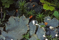 Peltigera neopolydactyla image