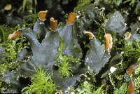 Image of Peltigera polydactylon