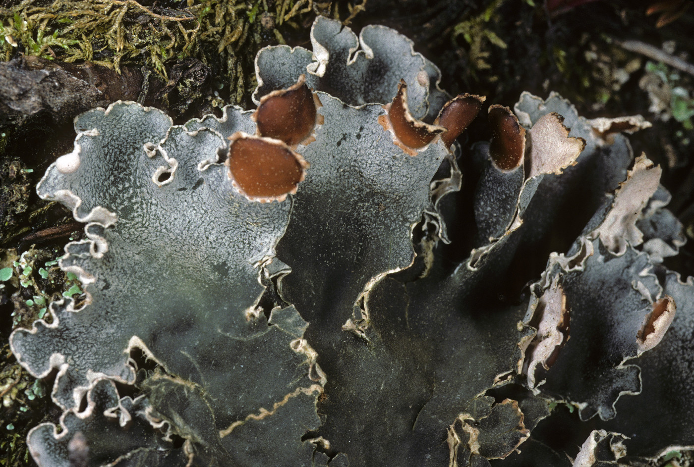 Peltigera ponojensis image
