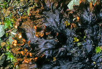 Peltigera ponojensis image