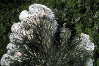 Peltigera ponojensis image