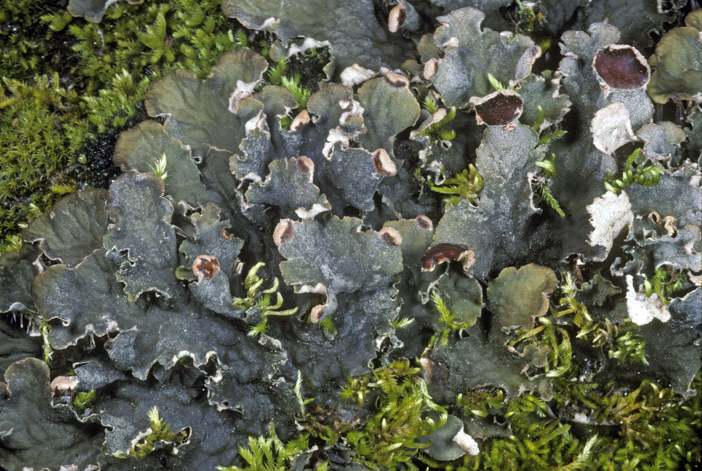 Peltigera rufescens image