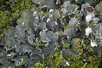 Peltigera rufescens image