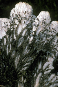 Peltigera rufescens image