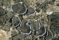Peltula euploca image