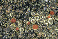 Peltula richardsii image