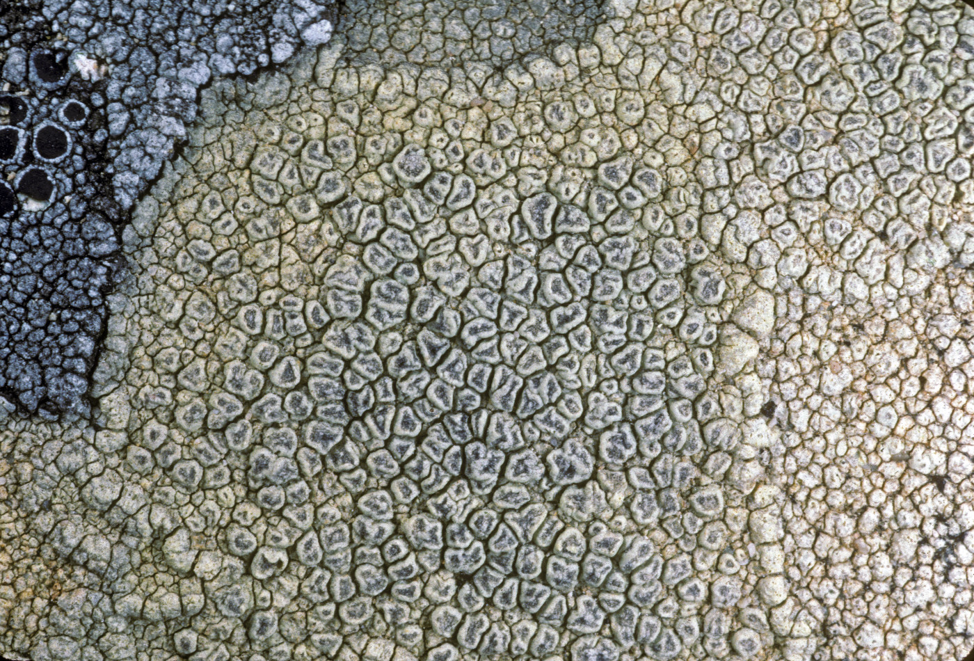 Pertusaria flavicunda image