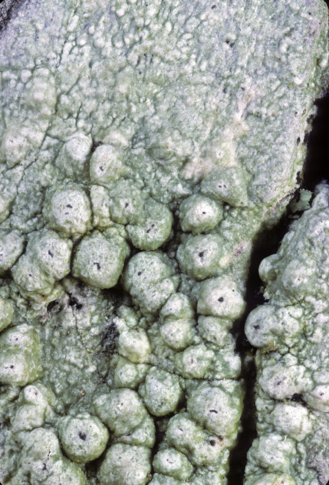 Pertusaria paratuberculifera image