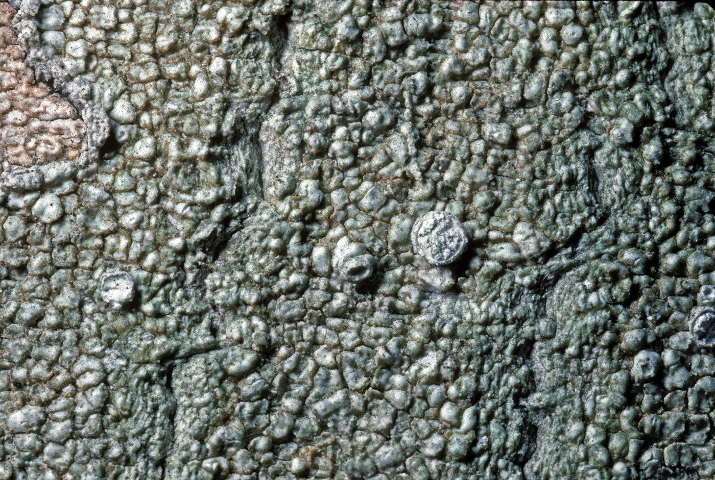 Pertusaria subambigens image