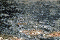 Phaeocalicium curtisii image
