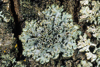 Image of Phaeophyscia ciliata